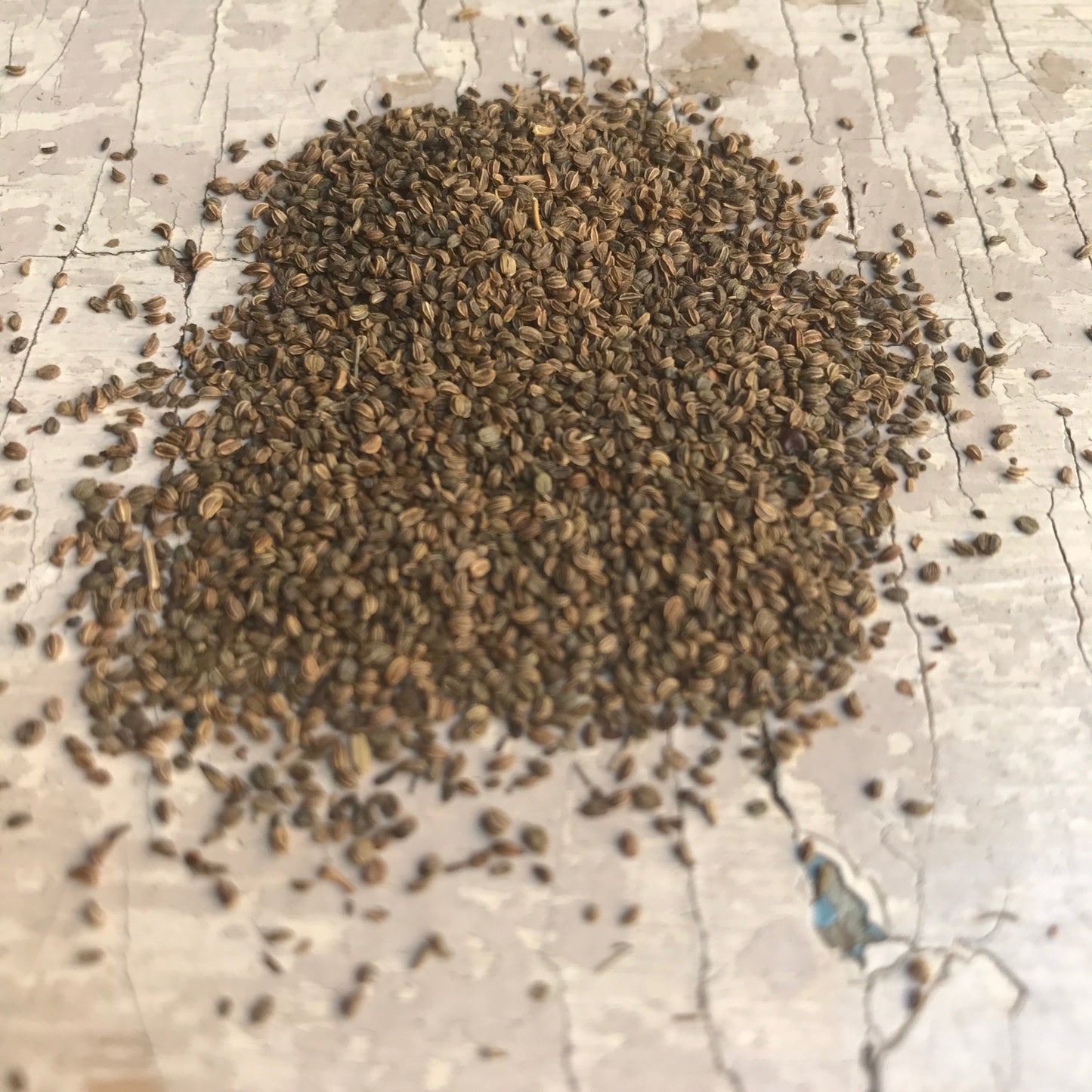 Owoce selera górskiego – Lubczyk (Bliski Wschód) – 30g