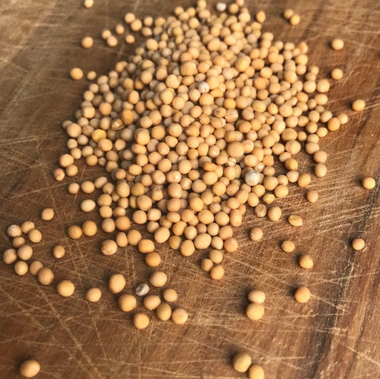 Nasiona gorczycy żółtej (Azja, Europa) - 30g